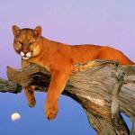 Nestle Toll House Cafe @ Post Oak Mall